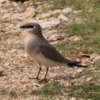 Little Pratincole